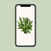 Microsorum diversifolium - Ø23cm - ↕60cm Everspring