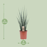 Mikado Sansevieria Bois de Fougère - Ø19cm - ↕80cm Everspring