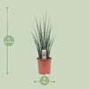 Mikado Sansevieria Bois de Fougère - Ø19cm - ↕80cm Everspring