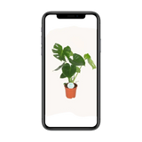 Monstera Deliciosa - Ø17cm - ↕55cm Everspring