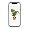 Monstera Deliciosa - Ø17cm - ↕55cm Everspring
