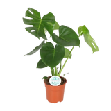 Monstera Deliciosa - Ø17cm - ↕55cm Everspring