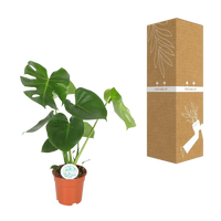 Monstera Deliciosa - Ø17cm - ↕55cm Everspring