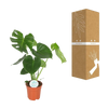 Monstera Deliciosa - Ø17cm - ↕55cm Everspring