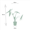Monstera Deliciosa - Ø21cm - ↕75cm + Alocasia Zebrina - Ø19cm - ↕75cm + Strelitzia Nicolai - Ø19cm - ↕85cm Everspring