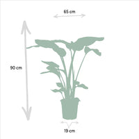 Monstera Deliciosa - Ø21cm - ↕75cm + Alocasia Zebrina - Ø19cm - ↕75cm + Strelitzia Nicolai - Ø19cm - ↕85cm Everspring