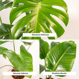 Monstera Deliciosa - Ø21cm - ↕75cm + Alocasia Zebrina - Ø19cm - ↕75cm + Strelitzia Nicolai - Ø19cm - ↕85cm Everspring