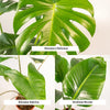 Monstera Deliciosa - Ø21cm - ↕75cm + Alocasia Zebrina - Ø19cm - ↕75cm + Strelitzia Nicolai - Ø19cm - ↕85cm Everspring