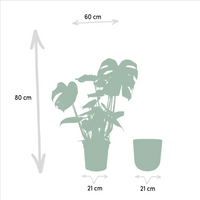 Monstera Deliciosa + Pot Mayk Plomb - ↨80cm - Ø21cm Everspring