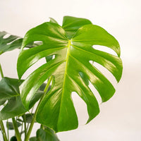 Monstera Deliciosa + Pot Mayk Plomb - ↨80cm - Ø21cm Everspring