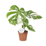 Monstera Deliciosa Variegata - Ø15cm - ↕45cm - GREEN OASIS - SHOP