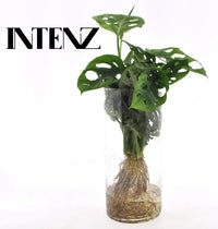 Monstera en verre cylindrique - Ø12cm - ↕25cm Everspring
