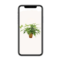 Monstera Minima - Ø15cm - ↕25cm Everspring