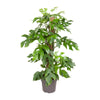 Monstera Minima - Ø19cm - ↕80cm Everspring