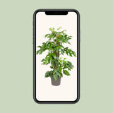 Monstera Minima - Ø19cm - ↕80cm Everspring