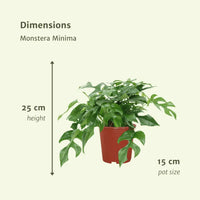 Monstera Minima - (Plante à trous) - 2 pièces - Ø15cm - ↕30cm Everspring
