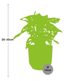 Monstera « Monkey Leaf » + pot ELHO Vibes Fold 14 cm rose - GREEN OASIS - SHOP