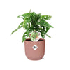 Monstera « Monkey Leaf » + pot ELHO Vibes Fold 14 cm rose - GREEN OASIS - SHOP