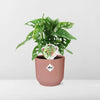Monstera « Monkey Leaf » + pot ELHO Vibes Fold 14 cm rose - GREEN OASIS - SHOP