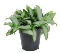 Murdannia Loriformus 'Bright Star' - Ø12cm - ↕20cm - GREEN OASIS - SHOP