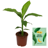 Musa Basjoo - Ø15cm - ↕50cm - GREEN OASIS - SHOP