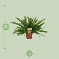 Nephrolepis Green Lady - Ø17cm - ↕40cm Everspring