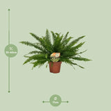 Nephrolepis Green Lady - Ø17cm - ↕40cm Everspring