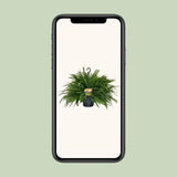 Nephrolepis Green Lady - Ø20cm - ↕60cm Everspring