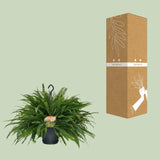 Nephrolepis Green Lady - Ø20cm - ↕60cm Everspring