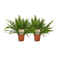 Nephrolepis krulvaren - 2 pièces - ø12 - ↕30cm - GREEN OASIS - SHOP