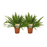 Nephrolepis krulvaren - 2 pièces - ø12 - ↕30cm - GREEN OASIS - SHOP