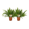 Nephrolepis krulvaren - 2 pièces - ø12 - ↕30cm - GREEN OASIS - SHOP