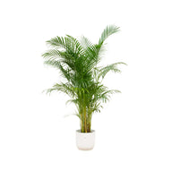 Offre combinée - Palmier d'Areca + Pot Vibes Fold rond Ø30 - 160 cm - GREEN OASIS - SHOP
