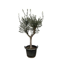 Olea Europaea Cultivo - 220cm - Ø40 - GREEN OASIS - SHOP Plantes vertes originales livrées à votre domicile
