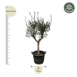 Olea Europaea Cultivo - 220cm - Ø40 - GREEN OASIS - SHOP Plantes vertes originales livrées à votre domicile