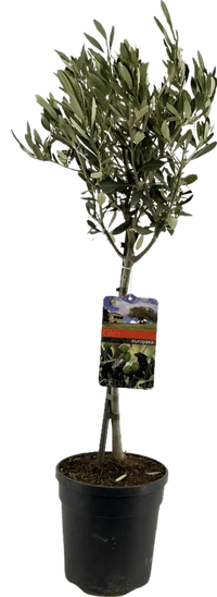 Olea Europaea 