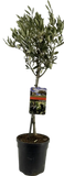 Olea Europaea "sur tronc" - Ø19cm - ↕90cm - GREEN OASIS - SHOP