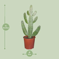 Opuntia Consolea - Ø17cm - ↕55cm - GREEN OASIS - SHOP