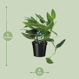 Orteil de Cobra Philodendron - Ø17cm - ↕50cm Everspring