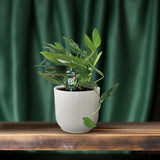 Orteil de Cobra Philodendron - Ø17cm - ↕50cm Everspring