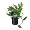 Orteil de Cobra Philodendron - Ø17cm - ↕50cm Everspring