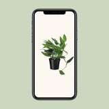 Orteil de Cobra Philodendron - Ø17cm - ↕50cm Everspring