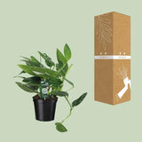 Orteil de Cobra Philodendron - Ø17cm - ↕50cm Everspring
