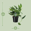 Orteil de Cobra Philodendron - Ø17cm - ↕50cm Everspring