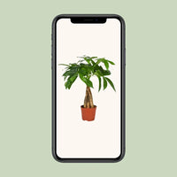 Pachira Aquatica - Ø12cm - ↕35cm Everspring