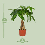 Pachira Aquatica - Ø12cm - ↕35cm Everspring