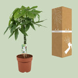 Pachira Aquatica - Ø21cm - ↕90cm Everspring