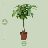 Pachira Aquatica - Ø24cm - ↕120cm Everspring