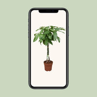 Pachira Aquatica - Ø24cm - ↕120cm Everspring