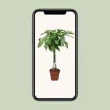 Pachira Aquatica - Ø24cm - ↕120cm Everspring